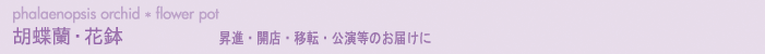 胡蝶蘭・花鉢